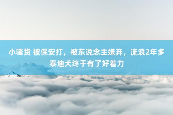 小骚货 被保安打，被东说念主嫌弃，流浪2年多泰迪犬终于有了好着力